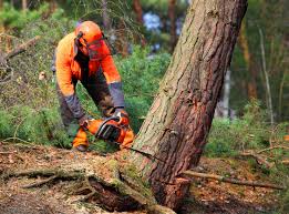 Best Palm Tree Trimming  in Jefferson Valley Yorktown, NY